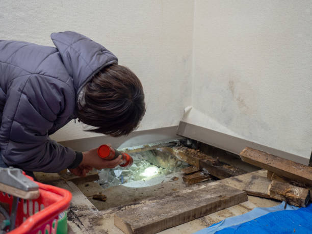 Best Mold Damage Restoration  in Onalaska, WI