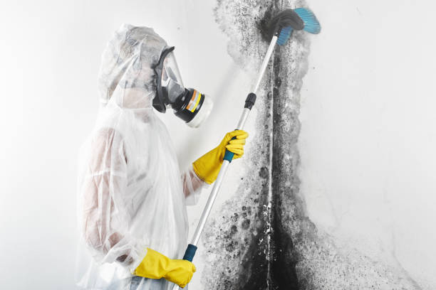 Best Mold Odor Removal Services  in Onalaska, WI