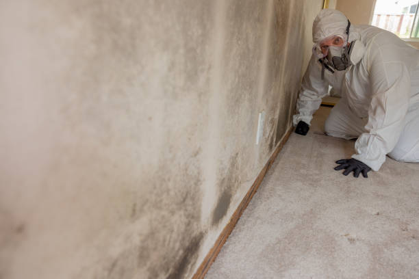 Best Attic Mold Removal  in Onalaska, WI